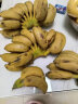 青惠悠广西小米蕉新鲜自然熟糯米香蕉绿皮珍珠芭蕉热带水果海南皇帝焦 3斤净重(约15-25根) 晒单实拍图