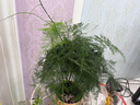 雅卉盆栽大文竹耐阴四季常青植物去客厅办公室内开业绿植大盆景 大文竹+复古家和万事兴花盆 实拍图