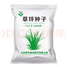 美外 草坪种子 护坡草籽草皮种子庭院免修剪耐寒草坪草绿化工程 耐寒耐旱四季青K88【1包装】 实拍图