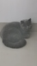 伟嘉伟嘉幼猫成猫猫粮全价猫粮1.3kg海洋鱼味1.2kg吞拿鱼三文鱼味通用 伟嘉老年猫粮海洋鱼味1.3kg 实拍图