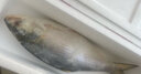 鹿凌青新鲜东海大鲥鱼 特大号1.8-2斤/条 无需刮鳞 海鲜水产海鱼鱼类 实拍图