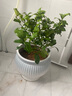 叶之静柠檬树苗 阳台 庭院植物 南方北方种植 果树苗 当年颗结果 香水柠檬 八年壮苗 结果超多 实拍图