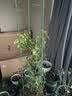 柯必达 爬藤架花架 植物攀爬架铁艺架子月季铁线莲花架爬藤花支架 伸缩型 高1.5m(3杆5圈) 实拍图
