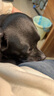 petmatePetmate狗狗玩具球耐咬泰迪金毛互动发声球宠物训练用品球 弹力球（橡胶球）中号2只装 实拍图