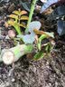 春草碧 玫瑰花苗【买2颗发3颗】庭院阳台地盆栽绿植物花卉老桩四季开花 D冰心之恋 实拍图