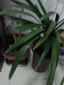 劉閣蘭花兰花苗 香妃 有香味的夏带花苞出售室内外花卉绿植盆栽草观花植物 香兰4苗带花苞加盆土肥，说明书 实拍图