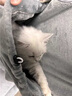 卉亦暮（huiyimu）抱猫服可以放猫的衣服撸猫围兜围裙不粘毛可装猫卫衣宠物猫咪用品 深空灰 实拍图