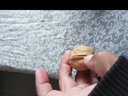 滇中拾味2025年新货云南薄皮核桃 原味老树大麻子丑纸皮生核桃带壳坚果 云南薄皮核桃精选果3斤1500g1箱 实拍图