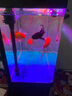 西龙中大鱼缸客厅家用落地懒人生态免换水带柜子一体自循环金鱼水族箱 38CM单鱼缸 实拍图