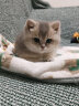 迪普尔 宠物电热毯猫用加热垫狗狗宠物取暖猫咪取暖器热垫暖垫保温垫 9档调温定时款（45*45cm） * 实拍图
