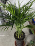 看匠 散尾葵盆栽 凤尾竹室内客厅大型绿植袖珍椰子夏威夷盆景富贵叶子 高度80-90厘米一盆 不含盆 实拍图
