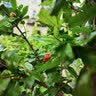 尔澜6公分粗嫁接脆甜柿子树苗露天种植耐寒柿子苗水果树苗木源头直发 实拍图