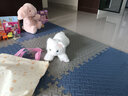 龙猫泰迪小猫抱枕猫咪玩偶布娃娃可爱仿真猫公仔毛绒玩具儿童女生陪睡礼物 白猫咪新款 53 实拍图