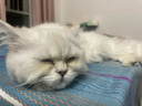 华元宠具（hoopet）宠物航空箱狗狗大号笼子外出车载狗窝猫笼猫背包外出猫咪航空箱 【普通款】黑色款 一号箱（建议12斤以下犬猫） 实拍图