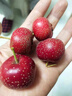 京鲜臻攸新鲜山楂果 当季山里红大金星山楂果冰糖葫芦用果整箱礼盒 严选果5斤【实惠自吃无礼盒】 实拍图