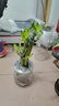 叹为观止18种吊兰任你选金边吊兰各种盆栽花卉客厅垂吊桌面植物净化空气 特级五珠莲花竹 含盆 实拍图
