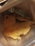 小休梦 鱿鱼片丝特产手撕鱿鱼鱿鱼片鱿鱼干零食小吃休闲即食品大包海鲜 80g试吃装 实拍图