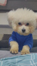 欢宠网宠物狗狗衣服猫咪猫小狗小猫泰迪比熊猫猫小型犬幼犬冬季保暖服饰 实拍图