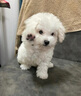 欧卡曼比熊狗粮 幼犬成犬小型犬通用型天然5斤10斤装 鸡肉冻干肉松三拼粮10斤 实拍图