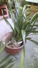 超香型 兰花 蓝宝石 室内盆栽花卉绿植 基地直销 黄金岁月 1苗价格 实拍图