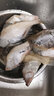 鱼姐海成 青岛新新鲜冷冻小偏口鱼小扁口鱼油煎烧烤海鲜约4-8条/斤3斤袋装 实拍图