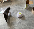 all for paws轨道蝴蝶飞飞(充电款) 自动逗猫玩具逗猫棒 猫咪玩具 自动旋转 实拍图