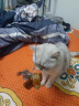 HOUYA仿真灰背椋鸟真实羽毛发声猫用品仿真小鸟猫玩具鸟 实拍图