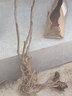 涵山菏泽观赏牡丹花苗盆栽庭院花卉洛阳牡丹树苗室内外阳台重瓣大花 12洛阳红 2到3分支 实拍图