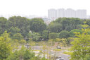 尼康（Nikon）55-200 55-300 70-300 二手单反相机镜头 半画幅长焦远摄变焦镜头 AF 70-300 F4-5.6G 全画幅 95新 实拍图