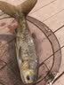 渔家傲不凡金版浮钓鲢鳙饵料野钓花白鲢大头鱼鱼饵手杆鲢鱼草莓味渔家傲 金版浮钓鲢鳙1包 实拍图
