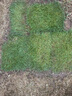 欧芽草皮带土真草坪别墅庭院绿化四季青马尼拉草玉龙草免修剪 【果岭草】柔软美观  5平方 10cm以下 实拍图