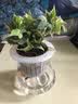 玖枝苑玻璃瓶四季水培植物盆栽套装 栀子花办公室盆栽绿植发财树 金边常春藤  带盆栽好 实拍图