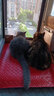 佩玛思特猫粮 深海鱼鸡肉系列 成猫幼猫低敏猫主粮 佩玛斯特 幼猫粮/怀孕母猫粮2kg 实拍图