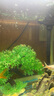 森森（SUNSUN）鱼缸灯变色LED灯潜水照明水族箱造景灯龙鱼防水灯管 双排高亮灯珠白色(5W 28cm长)带开关 实拍图