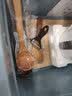 小天籁（XIAO TIAN LAI）磨刀棒鱼鳞刨去鳞器剪刀水果刀不锈钢家用削皮器瓜皮刀防烫碗碟夹 水果刀+瓜刨 实拍图