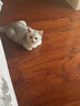 贝尼宠 双肩猫包 宠物狗背包 网红外出包 透气高端 猫咪背包太空舱便携 【侧开】半透明乔戈里黄双肩15斤 实拍图