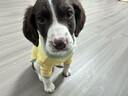 憨憨宠 狗狗衣服猫衣服宠物泰迪衣服冬季猫咪衣服小型犬衣服幼犬秋冬服 黄色 小熊小围巾卫衣 S号建议体重3-5斤 实拍图