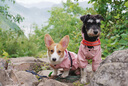 憨憨宠狗狗雨衣狗衣服小型犬全包四脚反光户外防风保暖冲锋衣服防水雨披 粉色 XXL号建议体重10-15斤 实拍图