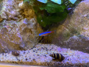 卡奇鱼 淡水除藻观赏螺 蜗牛活体 吃褐藻 黑毛清缸吃垃圾清洁鱼缸工具螺 杀手螺5只（0.5-1.5cm） 实拍图
