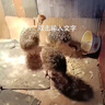 宠尚天鸵鸟幼崽活苗幼苗一对非洲活体脱温苗小活澳洲成年大驼鸟鸸鹋定金 实拍图