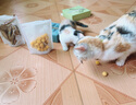 爪子心选（PETCHOICE）猫咪零食冻干宠物狗狗鸡胸肉多春鱼三文鱼干鸭肉牛肝蛋黄 鹌鹑蛋黄冻干70g 实拍图