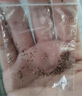 丹东99大草莓种籽四季花种籽子草莓苗种植蔬菜种孑花卉种子 丹东99草莓200粒 常规 实拍图