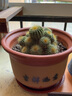 意轩24款迷你仙人球 实生根 懒人易养护 仙人掌科多肉盆栽多肉植物 大号金丝猴 晒单实拍图