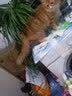 思享家冻干猫粮成猫幼猫食通用型老年流浪猫大袋批发 全阶段猫粮[6种冻干+海藻] 5斤装 实拍图