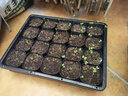 爱丽丝S-5育苗箱多肉叶插种植组合盆栽有盖子可选播种育苗盆托盘 透明盖+爱丽思箱+A3托盘 实拍图