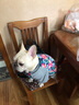 小爪星球（HICLAW）狗狗衣服法斗巴哥犬斗牛犬雪纳瑞八哥幼犬秋冬冬天衣服冬款棉服 【冬款加厚】大花棉衣 XXL（胸围67cm，建议27-35斤内） 实拍图