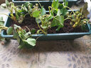 努拉派霍伦种菜盆花盆阳台种植神器蔬菜加厚长条长方形盆室内种植槽 大号：墨绿色 花盆1个(含托盘) 实拍图