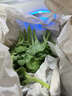 良知农哥【顺丰】山东冰草 新鲜冰菜沙拉蔬菜冰叶 健康轻食 5斤 实拍图