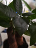 春枝韵发财树室内盆栽植物花卉小绿植客厅办公室金钱树大盆景 三杆发财树(原盆)总高约25cm 含盆 实拍图