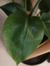 惜林园春羽盆栽室内花卉水养水生绿植好养办公室观叶植物 春羽3株（大）（高35-40） 含盆 实拍图